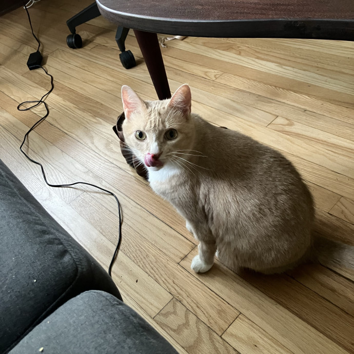 Your Cat's New Favorite Human