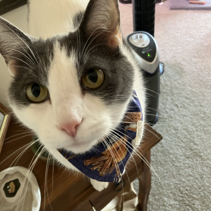 Your Cat's New Favorite Human