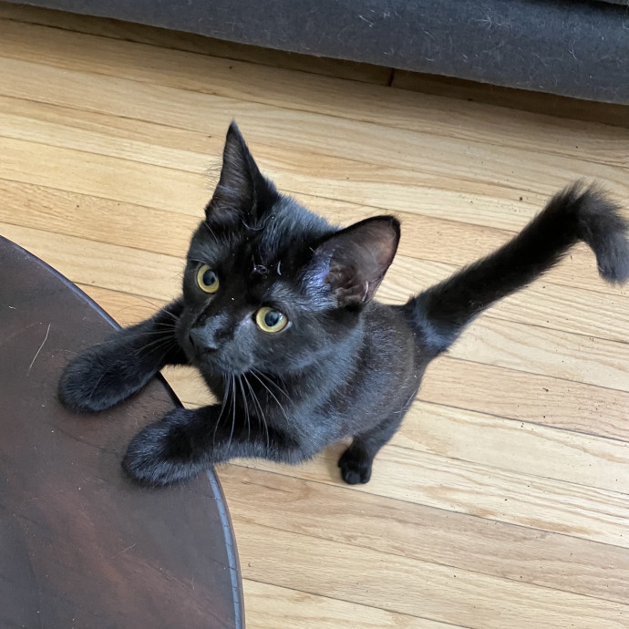 Your Cat's New Favorite Human