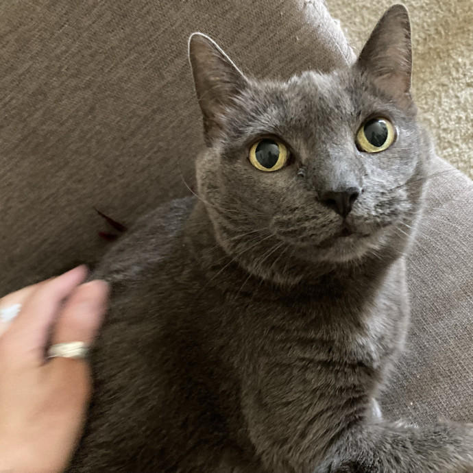 Your Cat's New Favorite Human