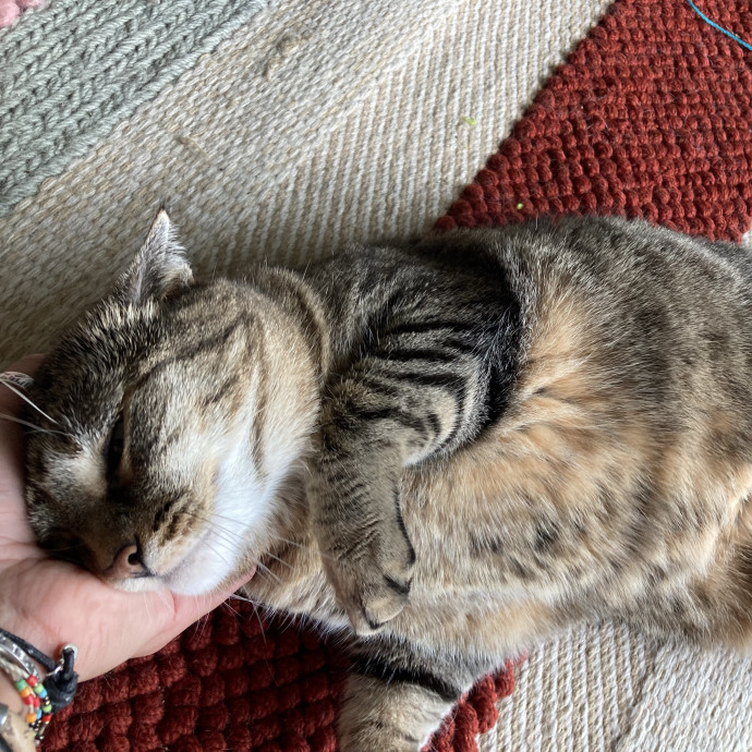 Your Cat's New Favorite Human