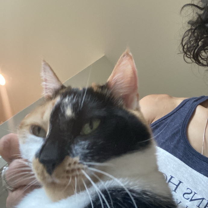 Your Cat's New Favorite Human
