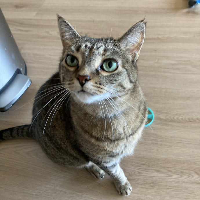 Your Cat's New Favorite Human