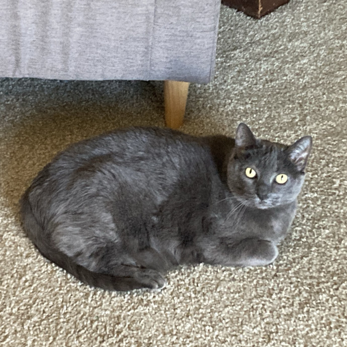 Your Cat's New Favorite Human