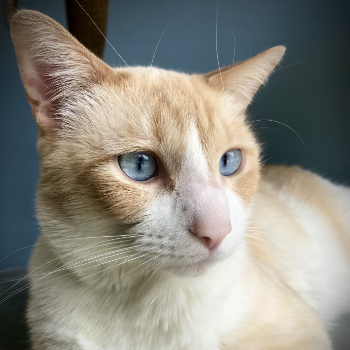 Your Cat's New Favorite Human