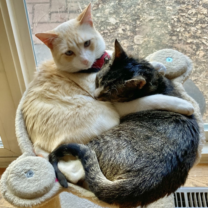Your Cat's New Favorite Human