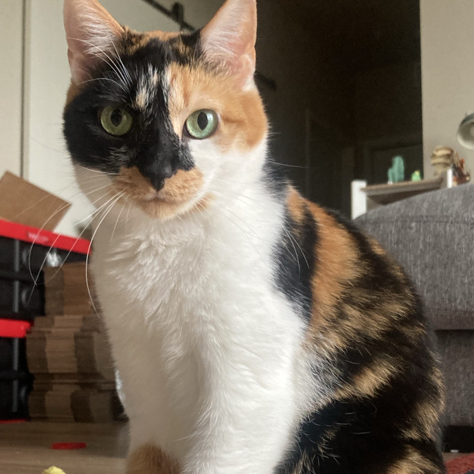 Your Cat's New Favorite Human