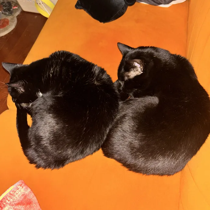 Reliable And Fun Cat Sitter In Philly photo 4