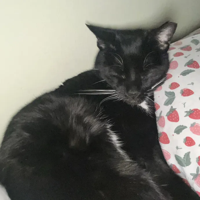 Reliable And Fun Cat Sitter In Philly photo 3