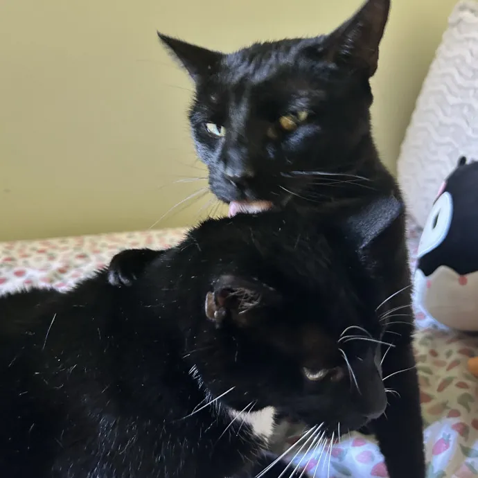 Reliable And Fun Cat Sitter In Philly photo 2