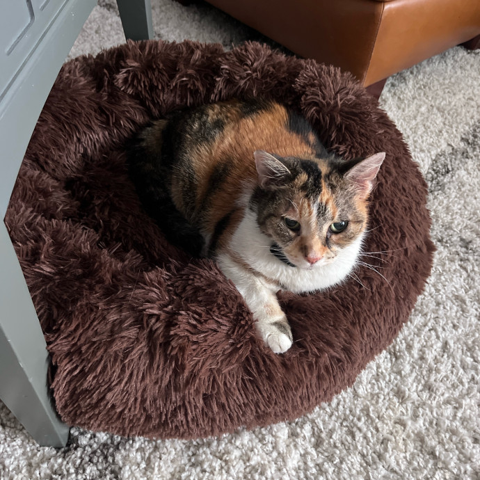 Cat Mom With Experience Giving Medicine