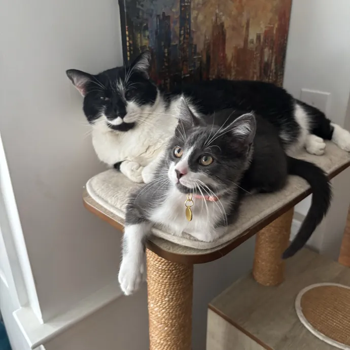 Cat Mom With Flexible Schedule photo 4