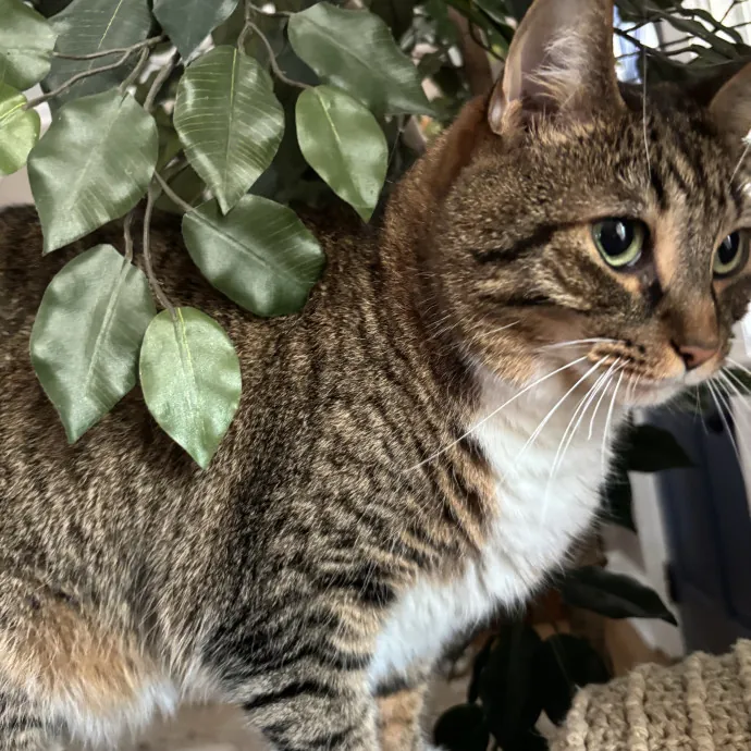 Cat Mom With Flexible Schedule photo 3
