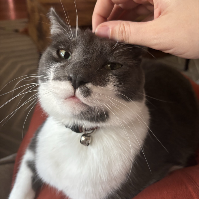 Cat Mom With Flexible Schedule photo 2