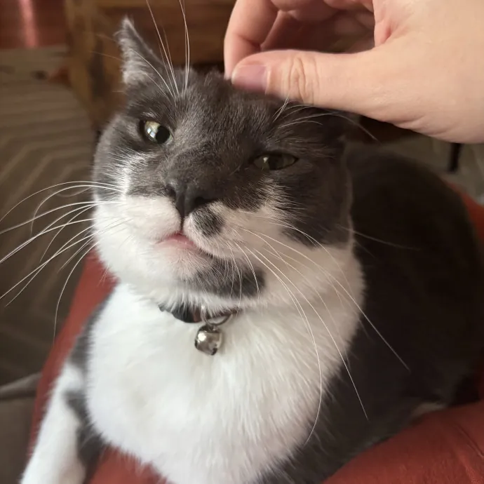 Cat Mom With Flexible Schedule photo 2