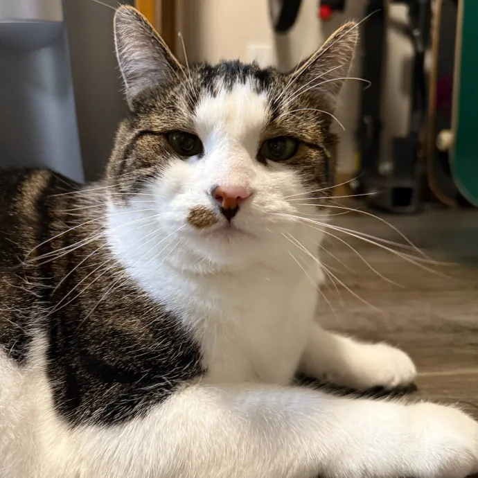 Katie's Pawsome Cat Sitting