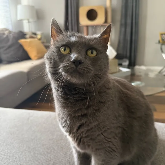 Katie's Pawsome Cat Sitting