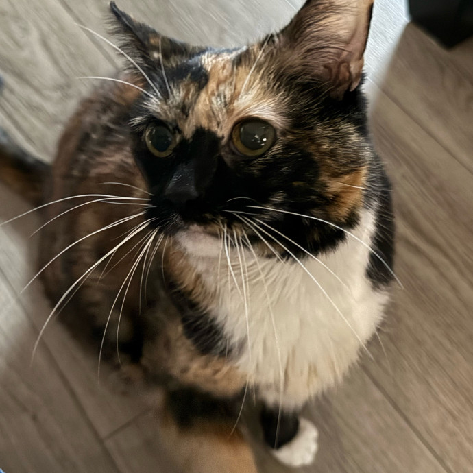Katie's Pawsome Cat Sitting