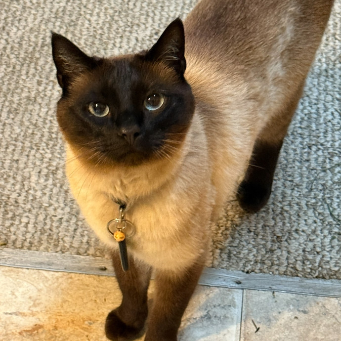 Katie's Pawsome Cat Sitting photo 3