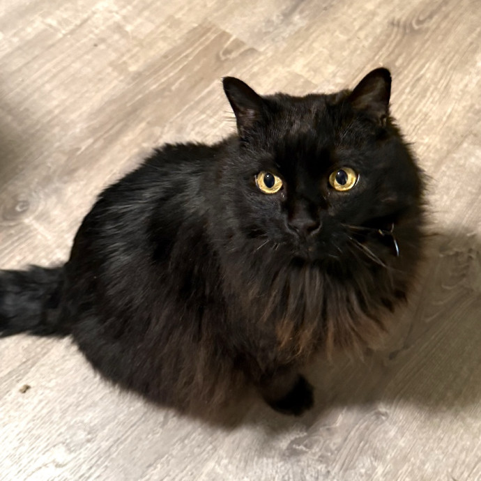 Katie's Pawsome Cat Sitting photo 2