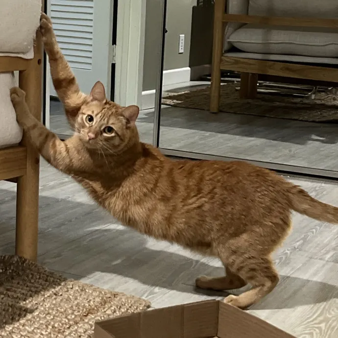 Loving Cat Mom Cat Caregiver