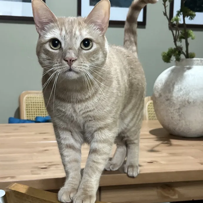 Loving Cat Mom Cat Caregiver