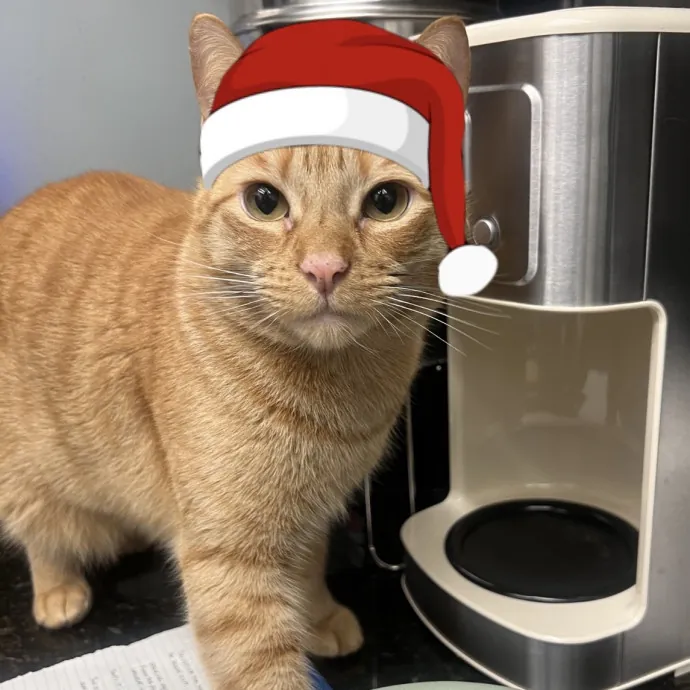 Loving Cat Mom Cat Caregiver