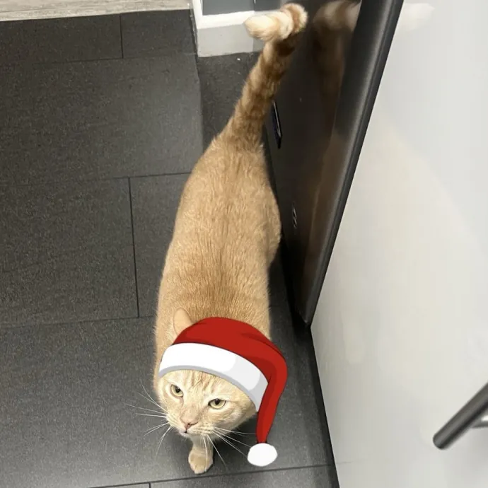 Loving Cat Mom Cat Caregiver