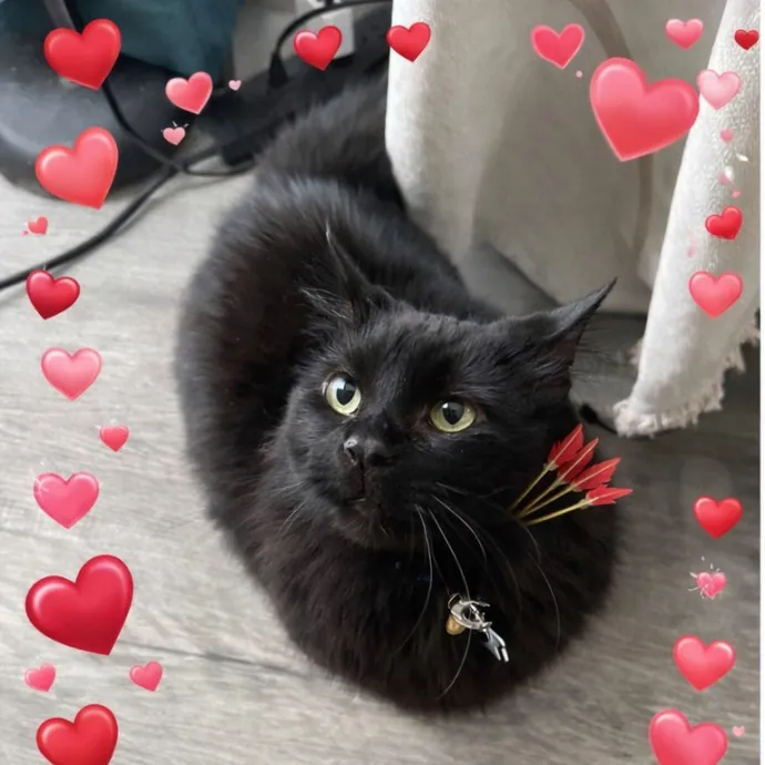 Loving Cat Mom Cat Caregiver