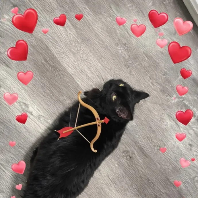 Loving Cat Mom Cat Caregiver