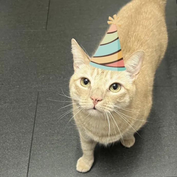 Loving Cat Mom Cat Caregiver