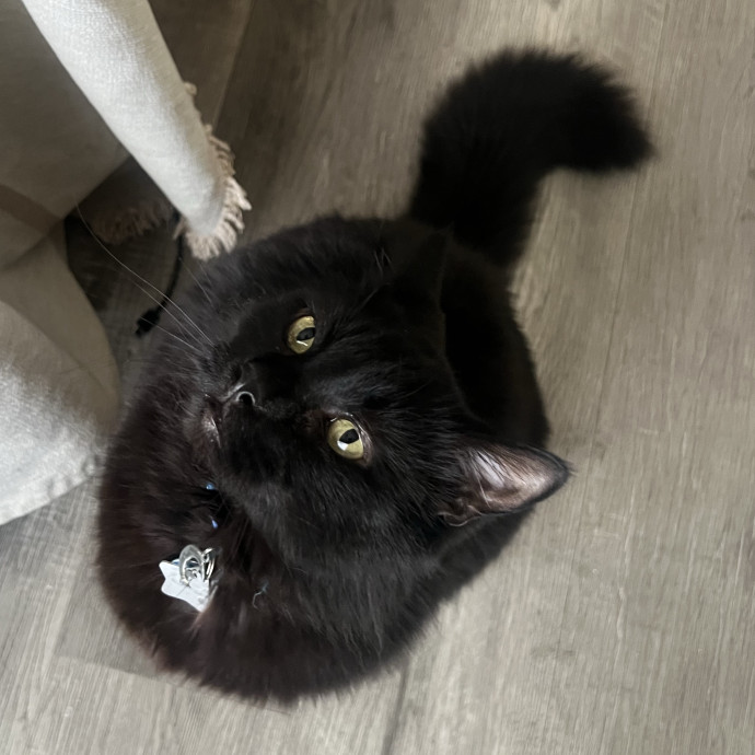 Loving Cat Mom Cat Caregiver