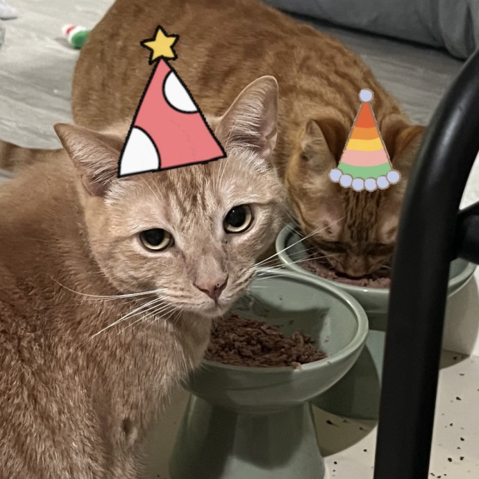 Loving Cat Mom Cat Caregiver