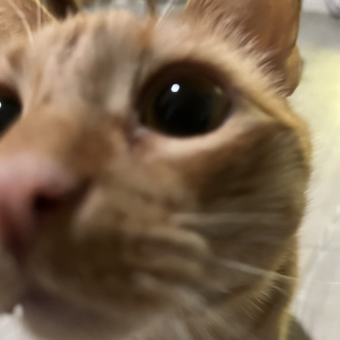 Loving Cat Mom Cat Caregiver photo 3