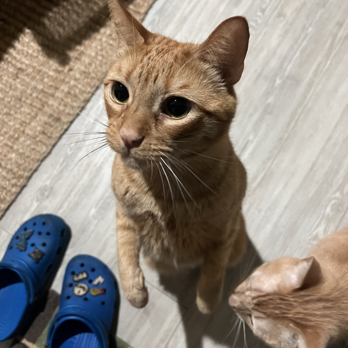 Loving Cat Mom Cat Caregiver photo 2