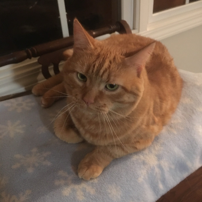 Skippy Cat Sitter