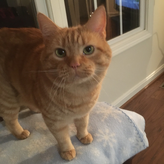 Skippy Cat Sitter