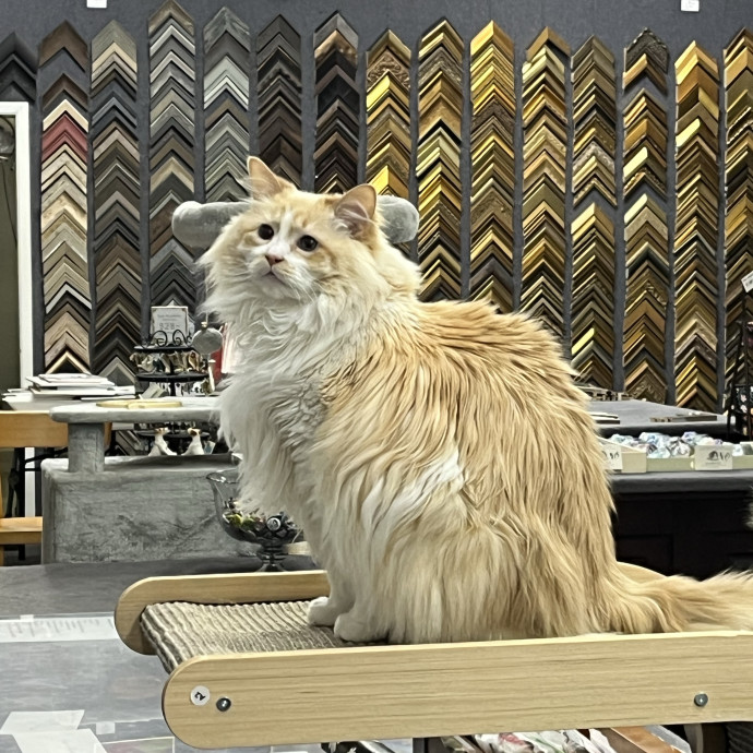 Skippy Cat Sitter