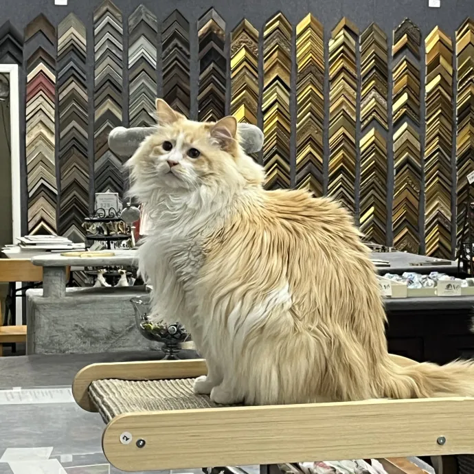 Skippy Cat Sitter