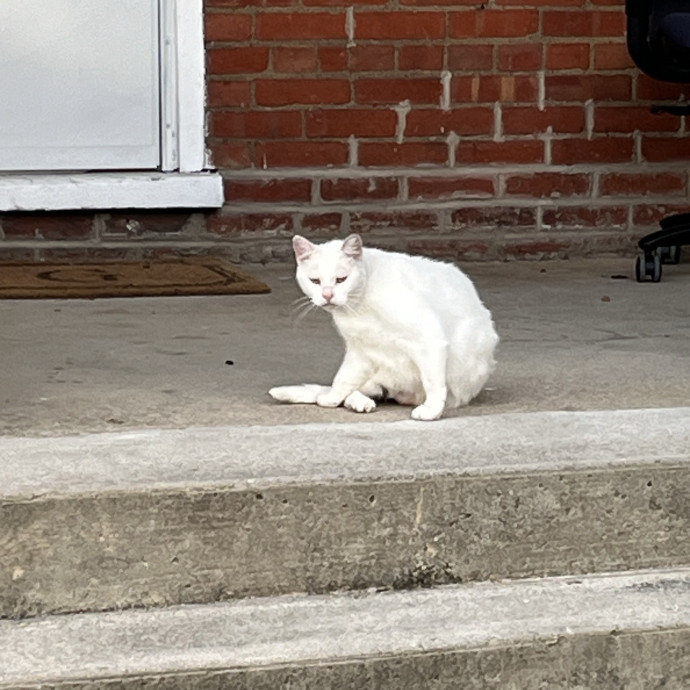 Skippy Cat Sitter