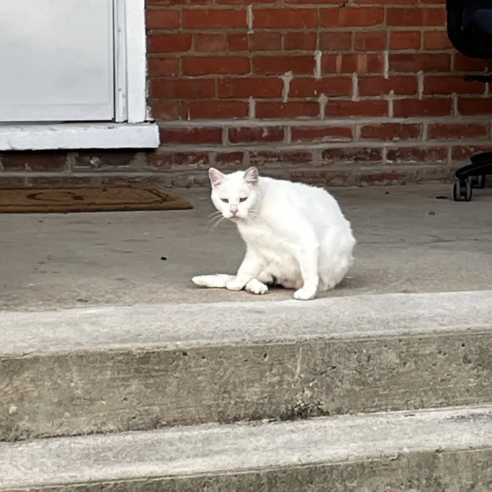 Skippy Cat Sitter