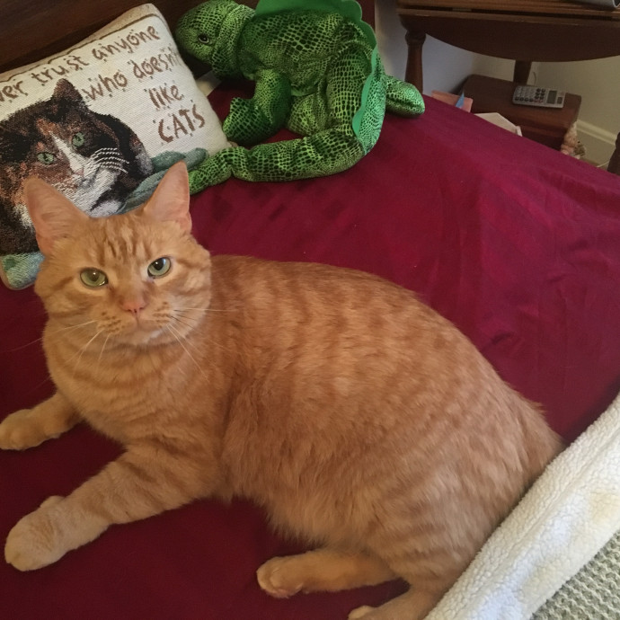 Skippy Cat Sitter