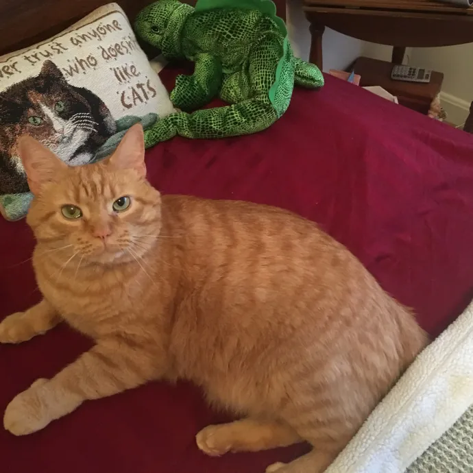 Skippy Cat Sitter photo 4