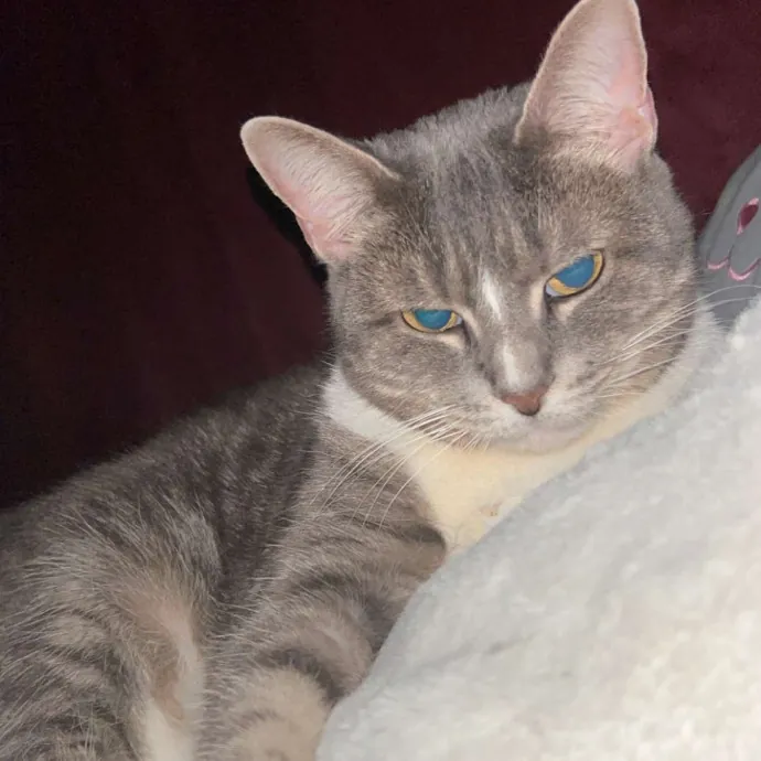 Toe Bean Central Nyc photo 4