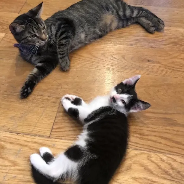 Toe Bean Central Nyc photo 2