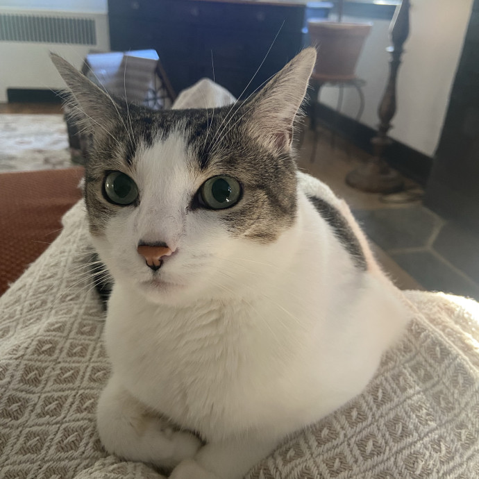 Home Is Where Your Cats Are