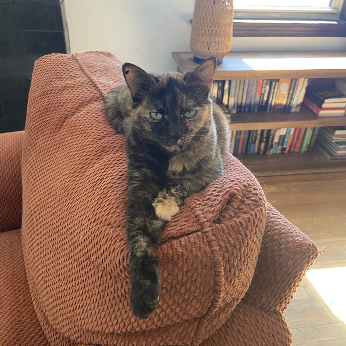 Home Is Where Your Cats Are