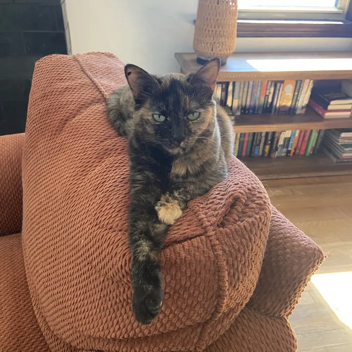 Home Is Where Your Cats Are