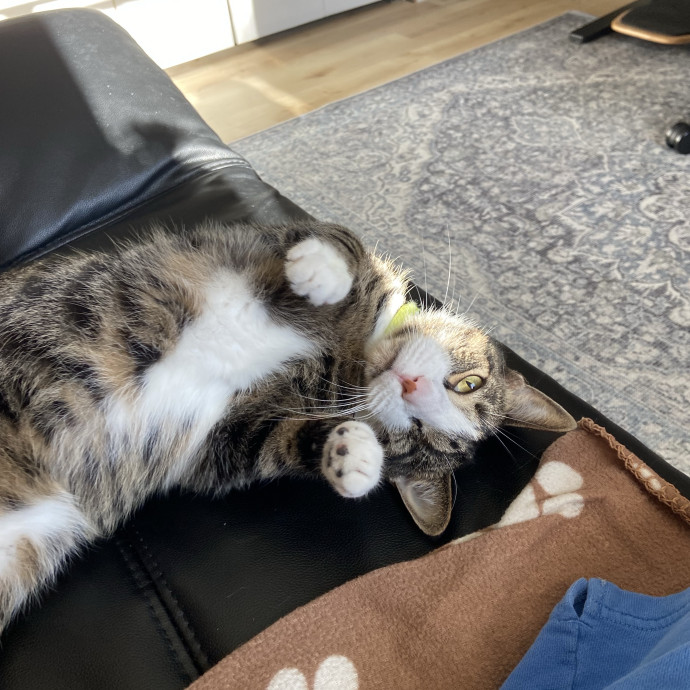 Home Is Where Your Cats Are