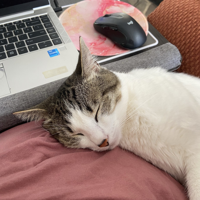 Home Is Where Your Cats Are